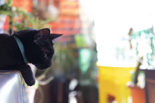 Tiro Seletivo Gato Preto Com Uma Fita Verde Pescoço Perfeito — Fotografia de Stock