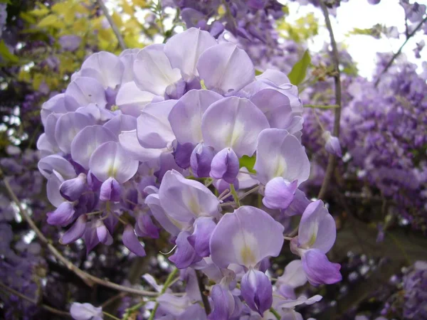 Een Lage Hoek Opname Van Een Chinese Wisteria Onder Het — Stockfoto