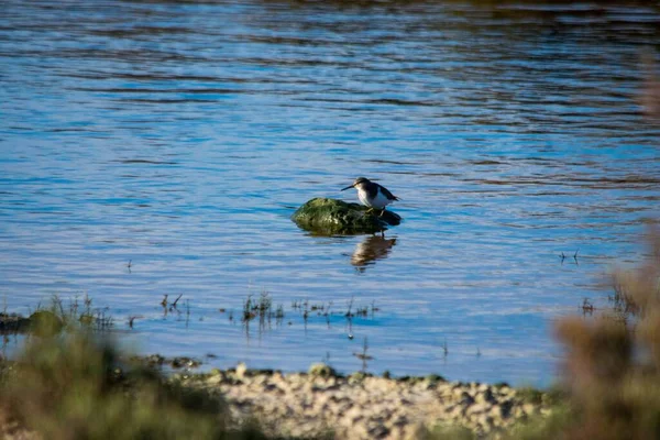 Oiseau Bécasseau Commun Long Bec Brun Blanc Reposant Sur Rocher — Photo