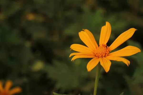 Tiro Close Uma Flor Margarida Africana Laranja — Fotografia de Stock