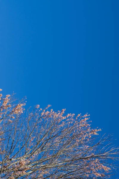 Low Angle Shot Tree Beautiful Cherry Blossoms Clear Blue Sky — Stock Photo, Image