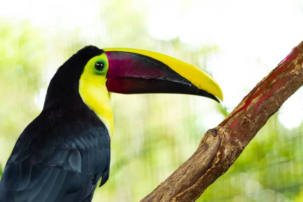 Close Toucan Ramphastos Costa Rica — Fotografia de Stock