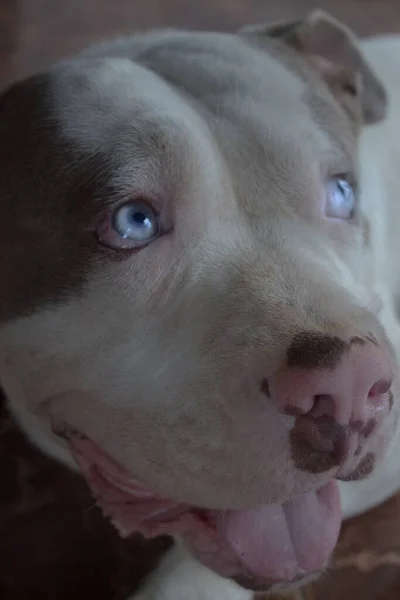 Närbild Pitbull Terrier Ansikte — Stockfoto