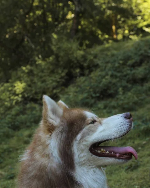 Gros Plan Vertical Husky Dans Nature — Photo