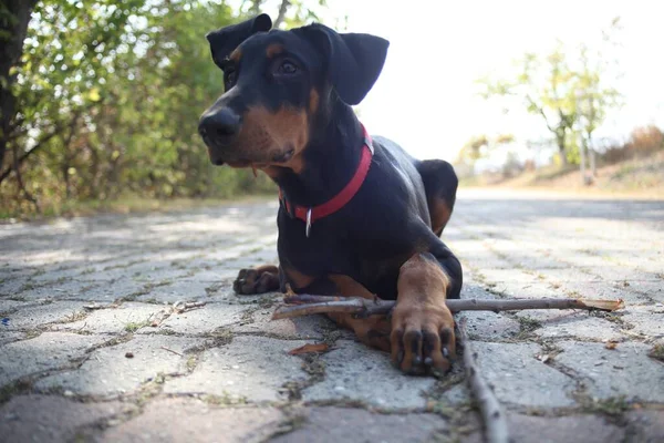 Tiro Seletivo Foco Filhote Cachorro Adorável Fundo Embaçado — Fotografia de Stock