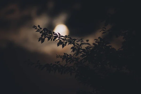 Місячне Світло Розмилося Хмарах Позаду Силуетних Гілок Дерева — стокове фото