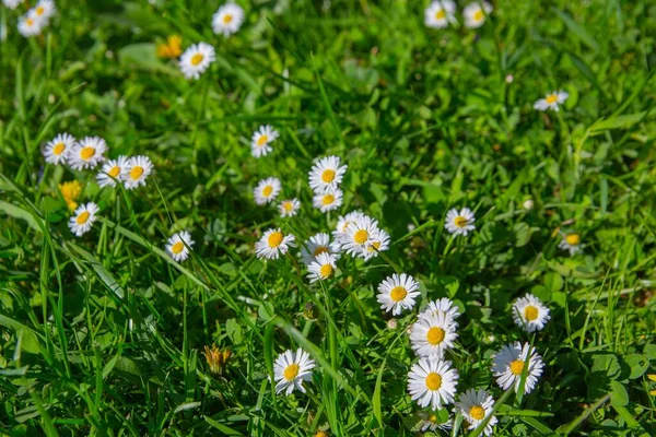 Egy Szelektív Fókusz Felvétel Fehér Daisy Virágok Virágzik Területen — Stock Fotó