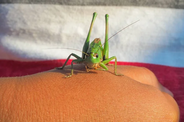 Primer Plano Una Langosta Verde Una Mano Humana — Foto de Stock