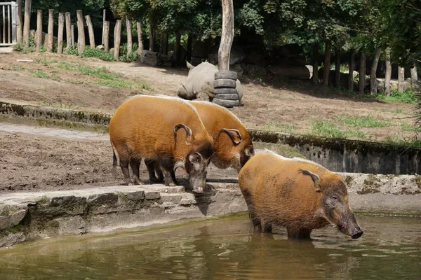 Los Varios Cerdos Salvajes Marrones Nadando Piscina Granja Rodeada Árboles — Foto de Stock