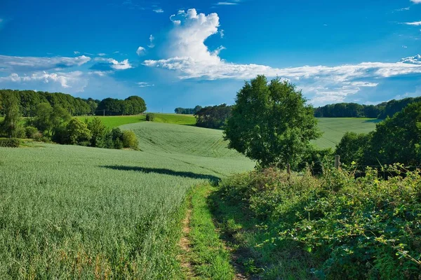 Gran Paisaje Hierba Verde Árboles Bajo Cielo Azul — Foto de Stock