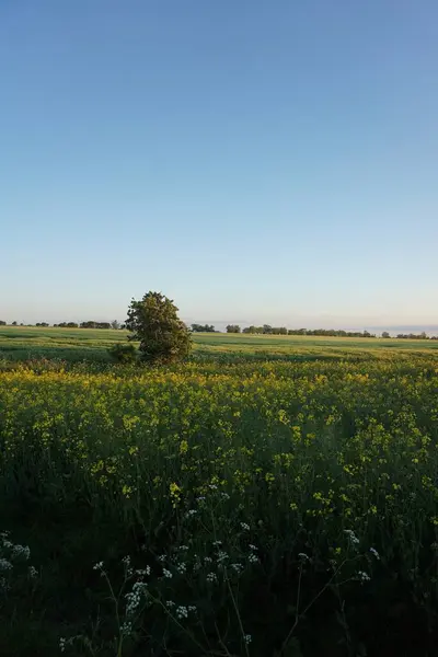 Vertical Shot Green Field Yellow Flowers Blue Sky — Stock Photo, Image