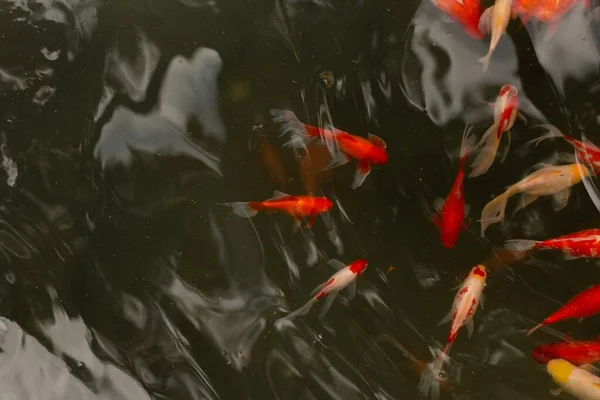 Tembakan Atas Kepala Dari Kawanan Ikan Mas Perairan Bergelombang Sempurna — Stok Foto