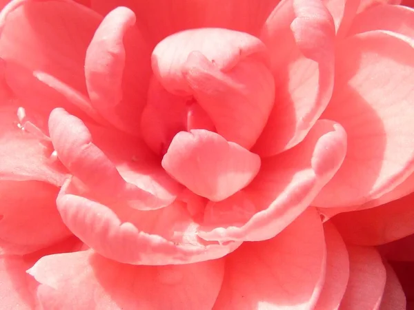 Close Camellia Com Pétalas Cor Rosa Sob Luz Solar — Fotografia de Stock