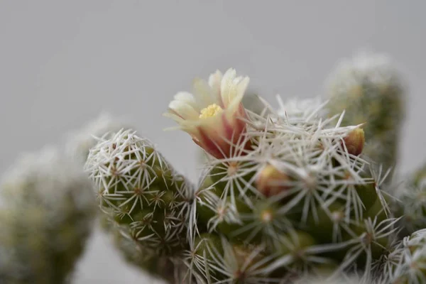 Detailní Záběr Kvetoucí Rostliny Kaktusu Místnosti — Stock fotografie