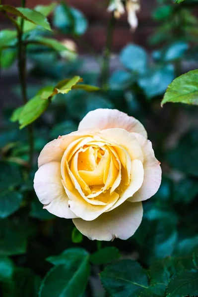 Primer Plano Vertical Una Hermosa Rosa Amarilla Floreciendo Jardín Sobre — Foto de Stock
