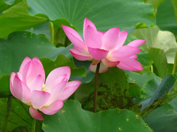 Крупный План Двух Цветущих Розовых Цветов Лотоса — стоковое фото