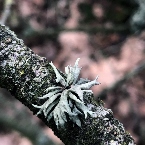 Ytlig Fokus Närbild Bild Ramalina Anläggning Gren — Stockfoto