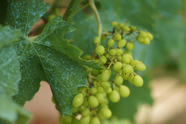 Videira Das Deliciosas Uvas Brancas Maduras — Fotografia de Stock