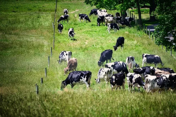 Μια Επιλεκτική Εστίαση Των Αγελάδων Βόσκησης Ένα Χωράφι — Φωτογραφία Αρχείου