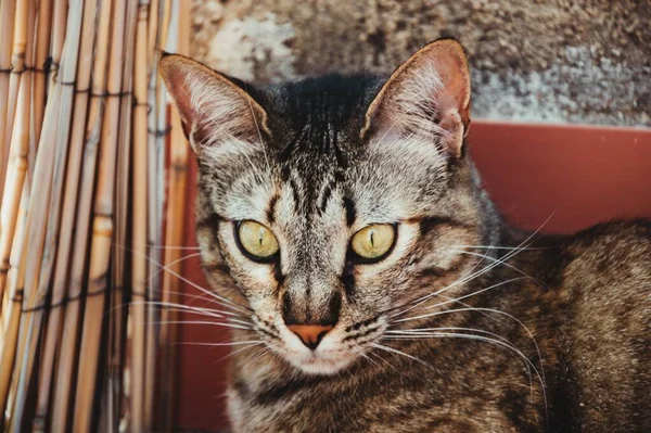 Primer Plano Gato Lado Una Superficie Paja — Foto de Stock