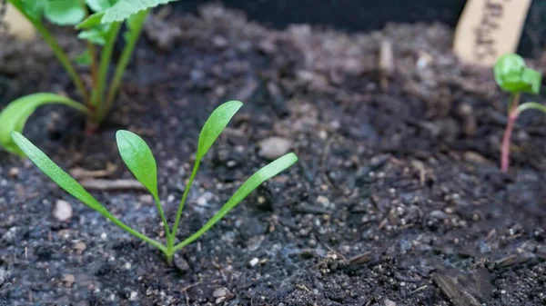 Tiro Seletivo Foco Uma Planta Pequena Deixa Mal Crescer Solo — Fotografia de Stock