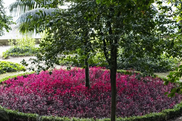 Krásný Výhled Ostrůvek Červených Květin Zelených Stromů — Stock fotografie