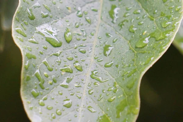 Makro Ujęcie Zielonego Liścia Kroplami Wody — Zdjęcie stockowe