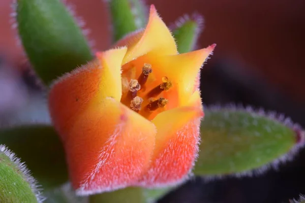 Flor Color Naranja Flor Echeveria Secunda Planta — Foto de Stock