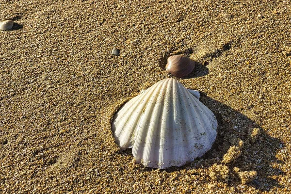 太陽の光の下で砂浜の貝殻のクローズアップ — ストック写真