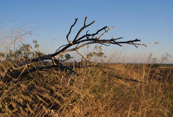 Nahaufnahme Eines Trockenen Astes Auf Einem Grasfeld Gibraltar — Stockfoto