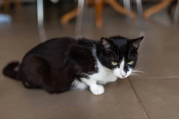 Gros Plan Mignon Chat Noir Blanc Sur Sol Brun Carrelé — Photo