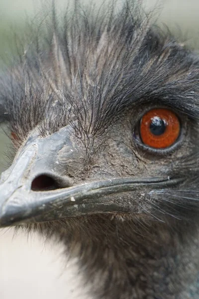 ダチョウの頭の垂直閉鎖ショット — ストック写真