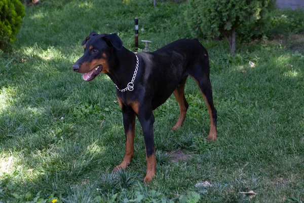 Eine Nahaufnahme Des Niedlichen Schwarzen Schäferhundes Der Auf Gras Steht — Stockfoto