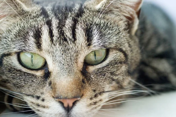 Joven Rayas Retrato Gato Tabby Primer Plano Cara Los Ojos — Foto de Stock