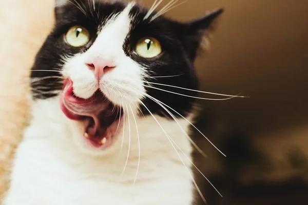 Closeup Shot Domestic Black White Cat Long Whiskers Licking Its — Stock Photo, Image