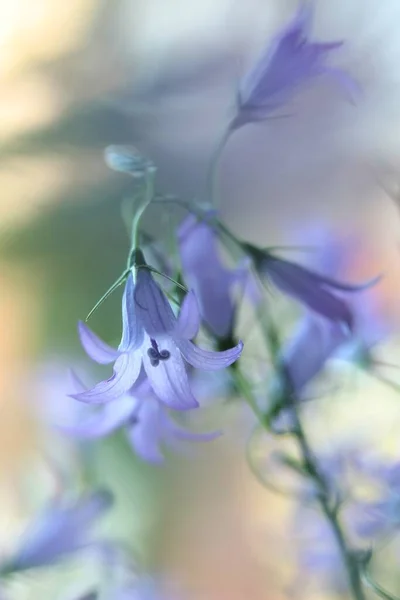 Tiro Close Belas Flores Harebell Roxo Fundo Borrado — Fotografia de Stock