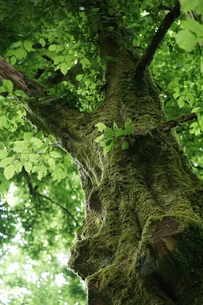 Svislý Záběr Vysoký Kmen Stromu — Stock fotografie