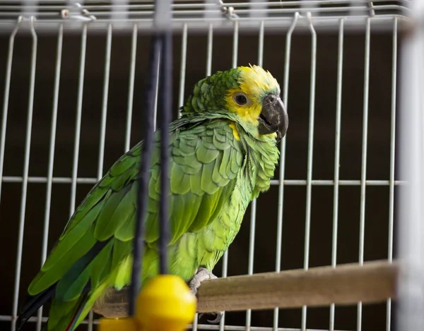 Foco Seletivo Atirou Belo Papagaio Verde Amarelo Preso Uma Gaiola — Fotografia de Stock