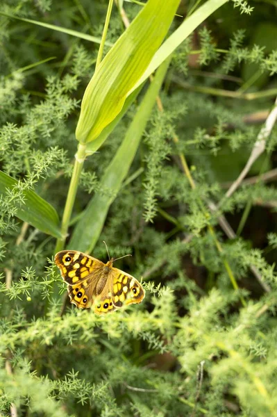 Egy Gyönyörű Sárga Pillangó Mintázata Áll Növényeken — Stock Fotó