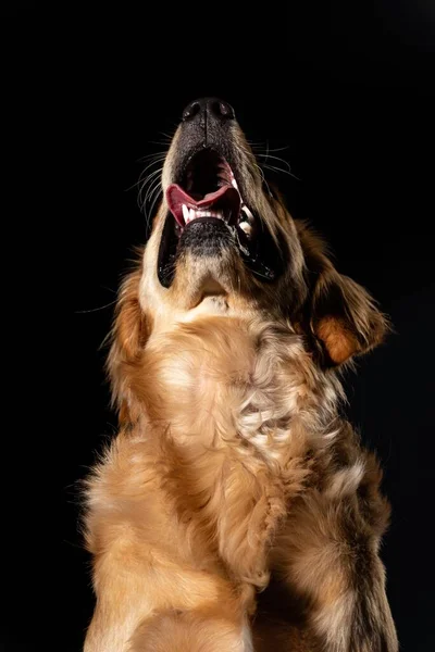 Eine Vertikale Aufnahme Eines Prächtigen Flauschigen Hundes Mit Offenem Maul — Stockfoto
