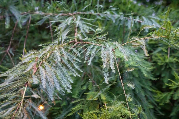 昼間に庭で新鮮な緑の植物のクローズアップショット — ストック写真