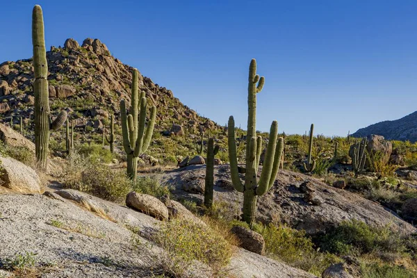 Pole Pięknymi Roślinami Kaktusów Krzewami Otoczonymi Skalistymi Wzgórzami — Zdjęcie stockowe