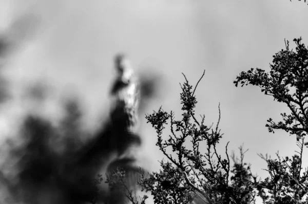 開花植物の灰色スケール選択的焦点ショット — ストック写真