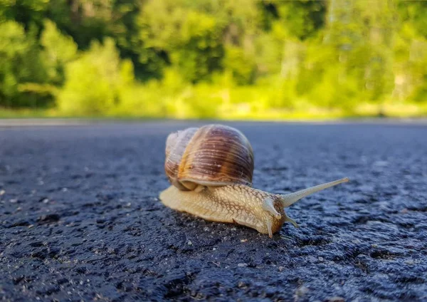 Closeup Shot Brown Snail Crawling Asphalt Road Green Blurred Background — Stock Photo, Image