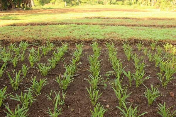 Gewassen Groeien Uit Grond Het Veld — Stockfoto