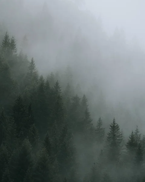 Les Conifères Sur Montagne Par Jour Brumeux — Photo