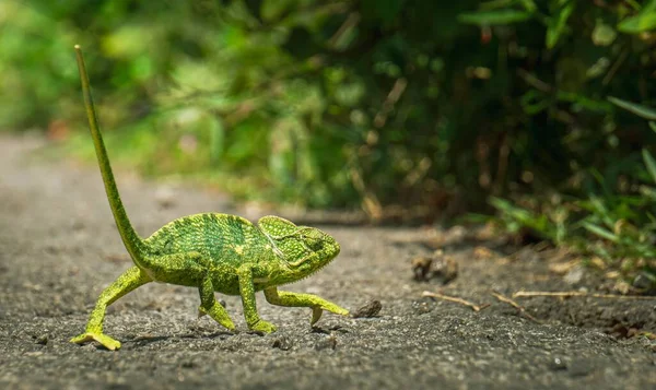 茂みに向かって歩いて緑のカメレオンのクローズアップショット — ストック写真