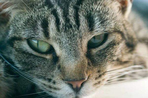 Unga Randiga Tabby Katt Porträtt Närbild Ansikte Och Ögon — Stockfoto