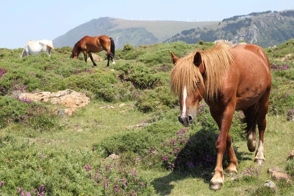 아래푸른 꼭대기의 초원에서 갈색의 말들의 — 스톡 사진