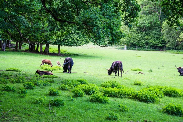 Una Manada Vacas Pastando Una Hermosa Hierba Verde —  Fotos de Stock